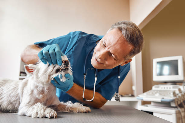Best Emergency Dentist for Special Needs Patients in Akron, NY